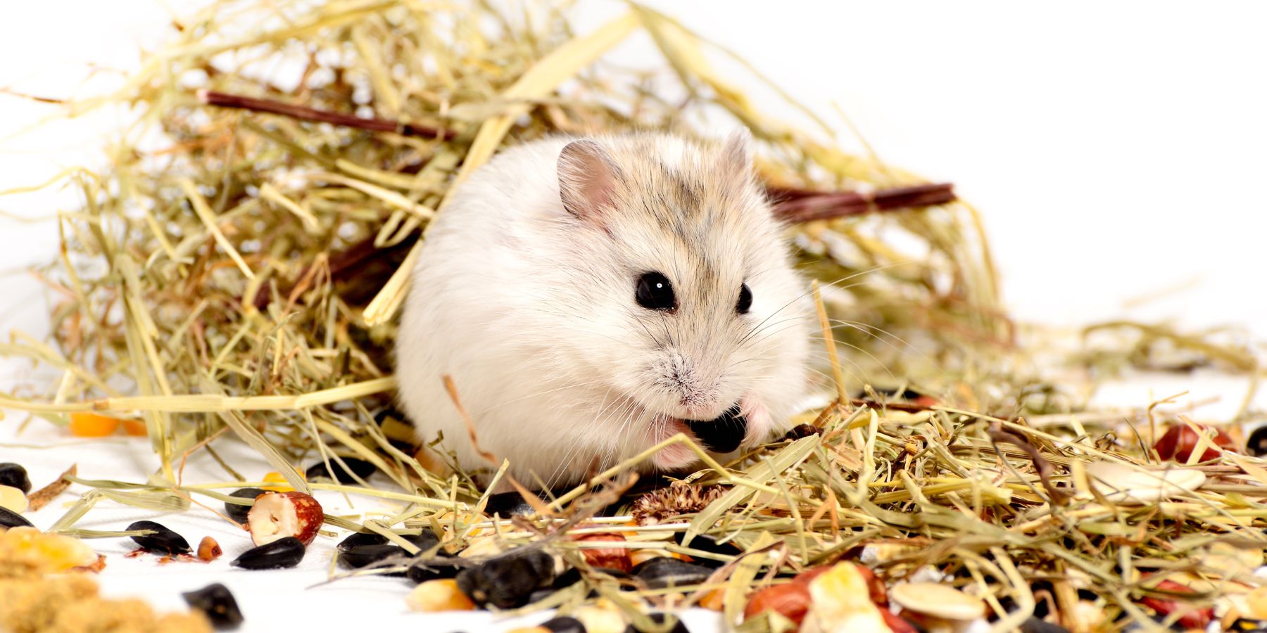 Fun and Safe Hamster Toys for Your Pet's Cage