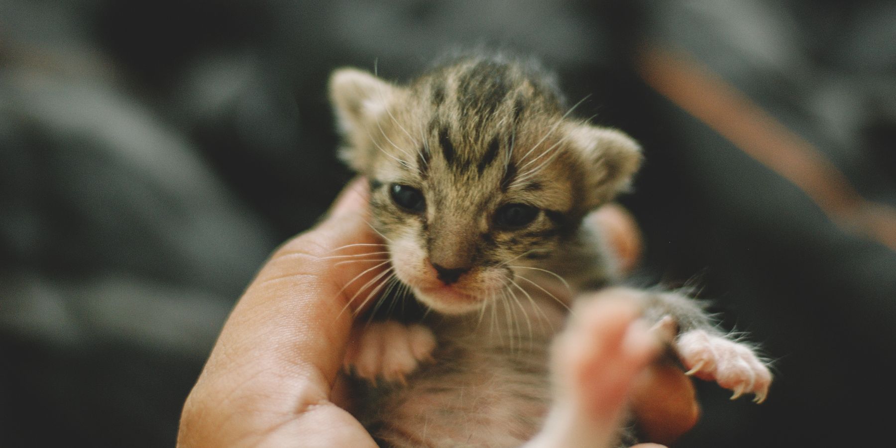 Guide to Raising Your Cat