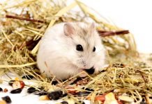 Fun and Safe Hamster Toys for Your Pet’s Cage