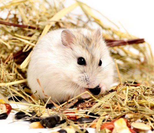 Fun and Safe Hamster Toys for Your Pet’s Cage