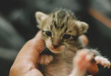 Guide to Raising Your Cat